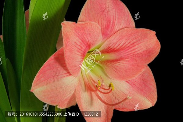 02朱頂紅黑色