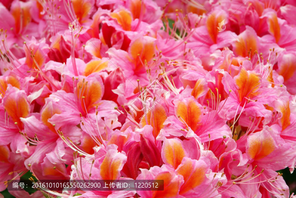 azalea,10