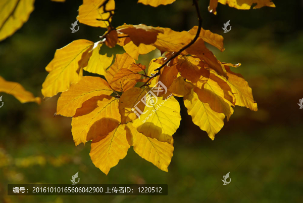 山毛櫸32