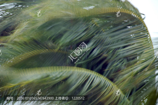 風(fēng)暴中的棕櫚樹；海邊；佛羅里達(dá)州；一月2007
