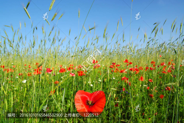 罌粟花