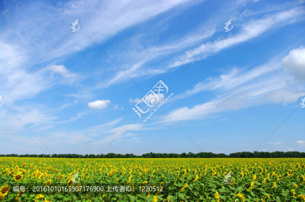 向日葵田