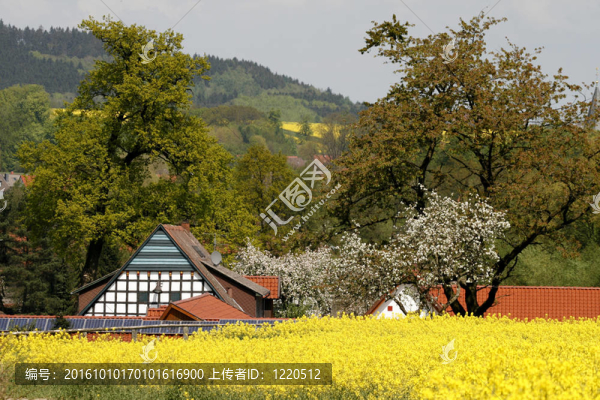 木結(jié)構(gòu)的房子在春天的油菜地；德國