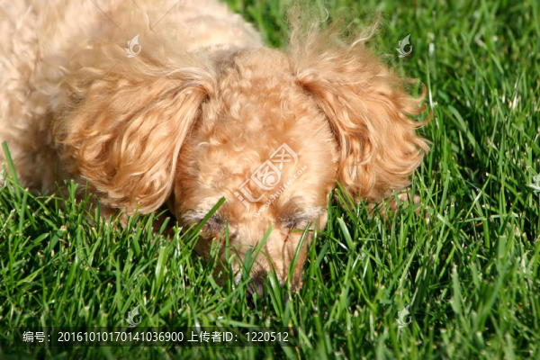 貴賓犬