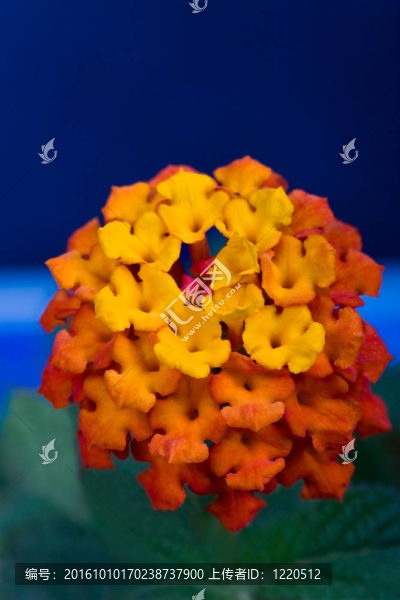 熱帶花卉