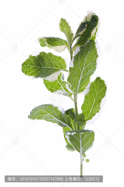 菠蘿薄荷葉分離
