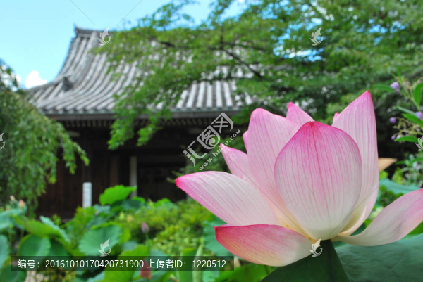 蓮花寺