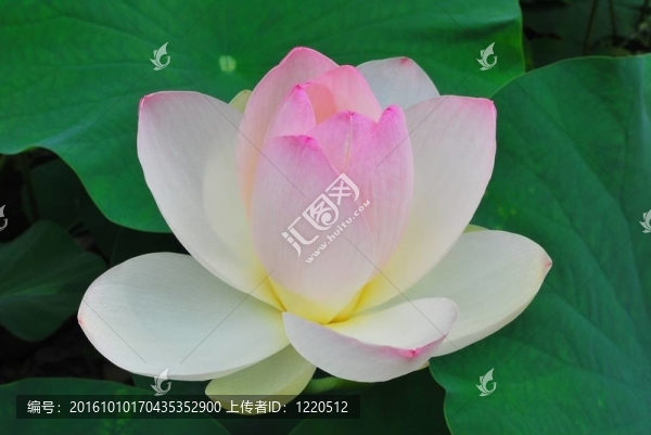 盛開的蓮花