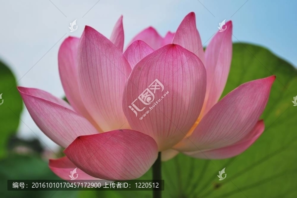 盛開(kāi)的蓮花