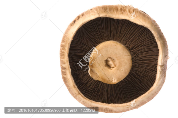 褐蘑菇分離