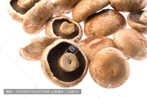 褐蘑菇中分離
