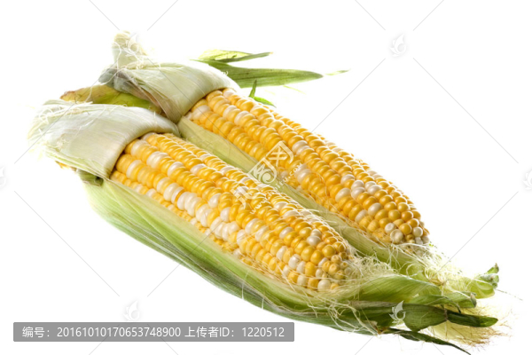 珍珠玉米分離
