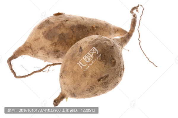甘薯離體