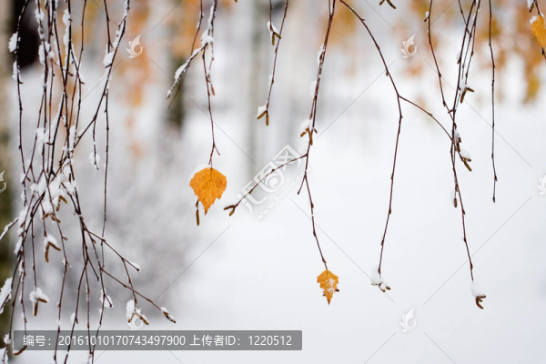 下雪的秋天