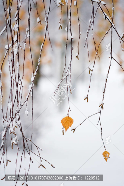 下雪的秋天