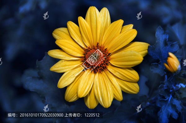 雛菊花