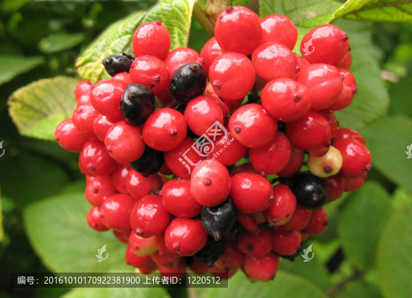Fruits,gordoviny,Viburnum（瓊花的馬纓丹）；家庭Caprifoliaceae