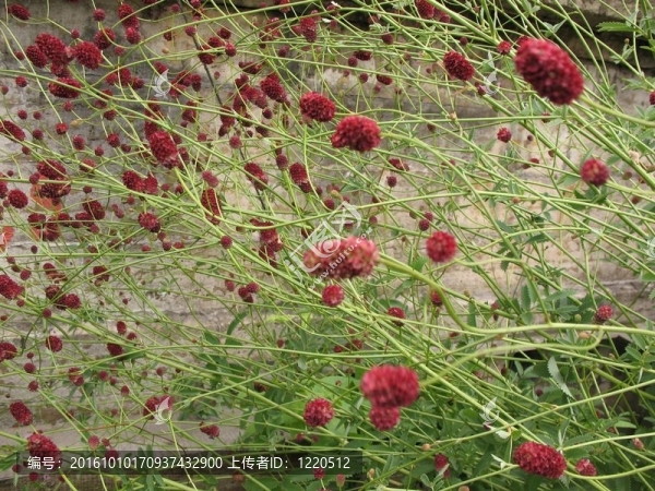 地榆；家庭Rosaceae