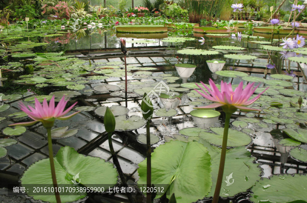 植物園溫室。