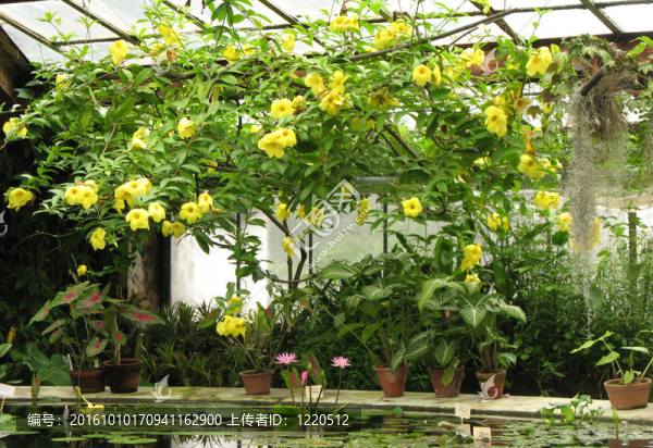 植物園溫室。