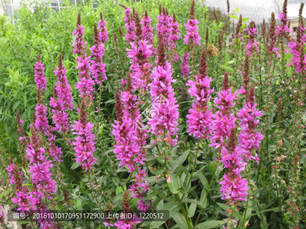 紫色花序珍珠菜（Lythrum,salicaria）