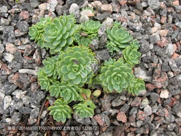 長(zhǎng)生；家庭Crassulaceae