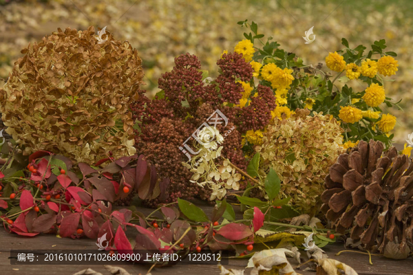 干燥的秋花