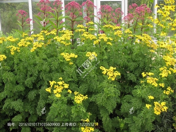 Tansy（Tanacetum）；菊科
