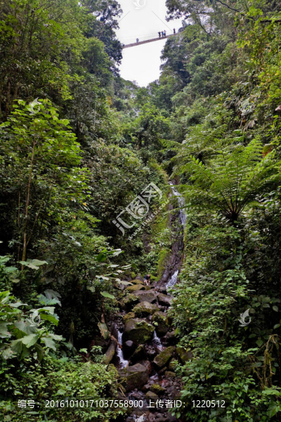 在熱帶雨林和掛在樹梢上的瀑布橋