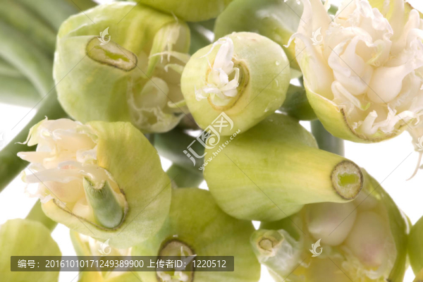 春蔥花分離