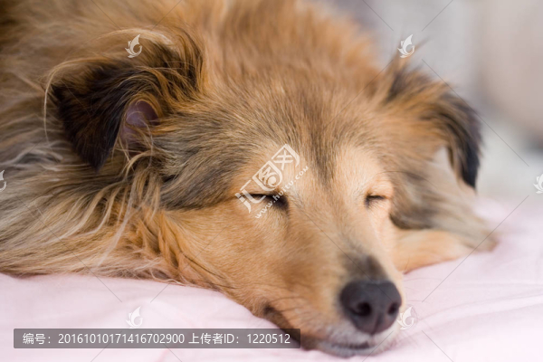 布朗牧羊犬-匯圖網(wǎng) www.fosd68.com 布朗牧羊犬