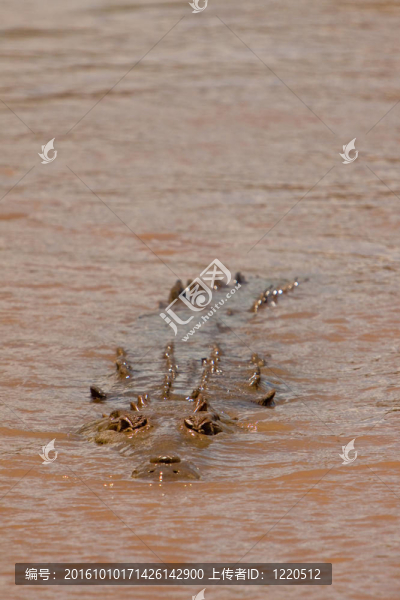鱷魚在棕色的水里游泳