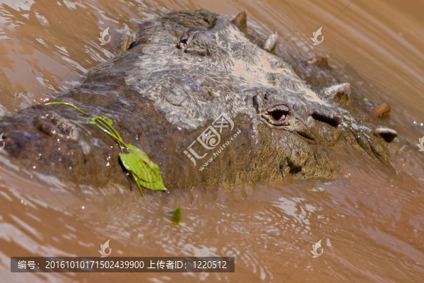 對(duì)鱷魚的頭部特寫
