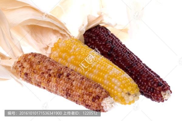 萬圣節(jié)玉米分離