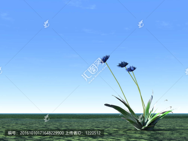 藍(lán)色的矢車菊與無云的天空背景說明