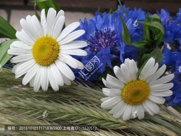 Leucanthemum對風(fēng)扇。宏