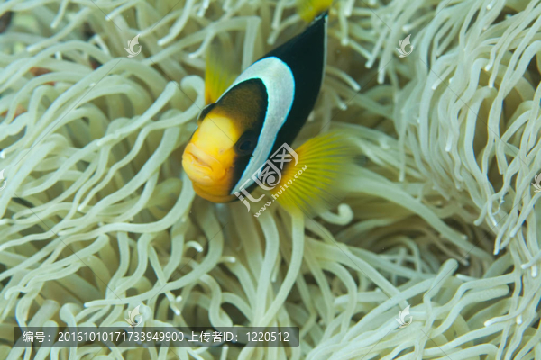 小丑魚與?？? title=
