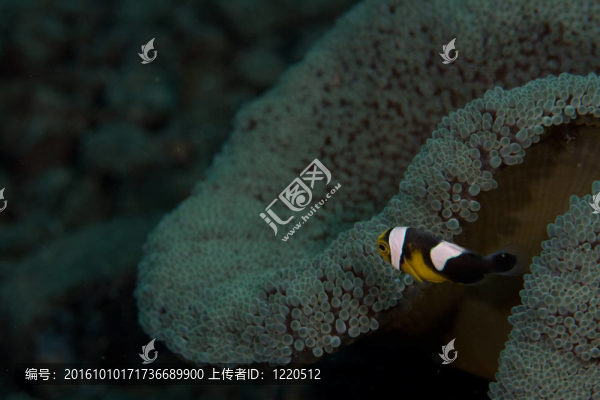 小丑魚(yú)與??? title=