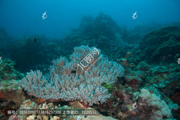 reefscape
