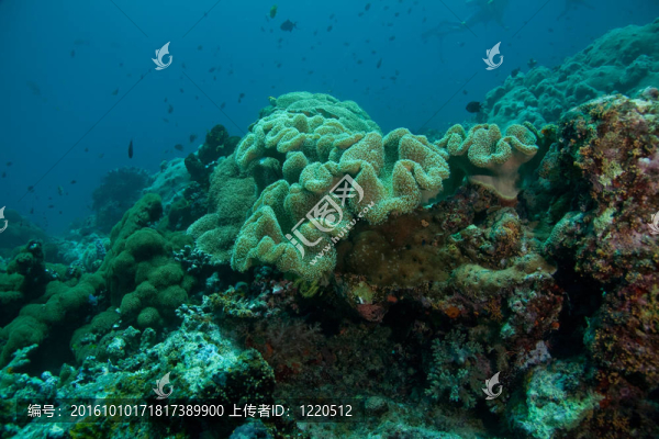 reefscape