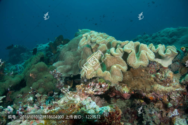reefscape