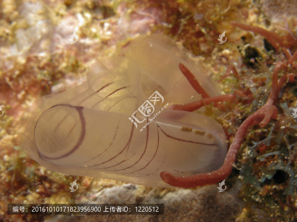 白色的樽海鞘水母