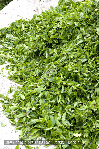 新鮮收獲的茶葉