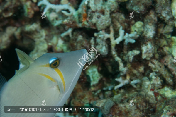 魚(yú)