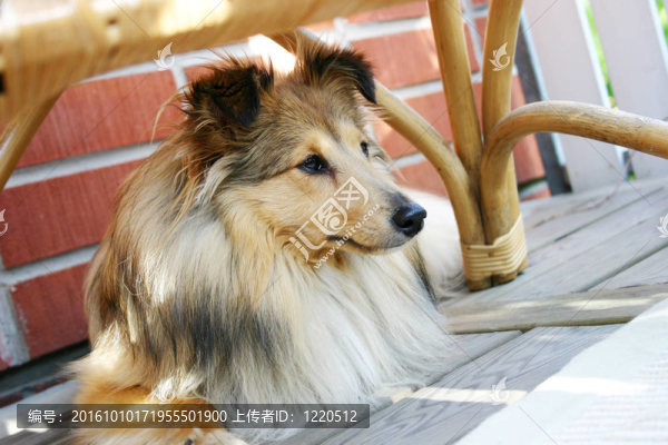 喜樂蒂牧羊犬