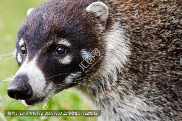 白鼻山羊動物尋找食物