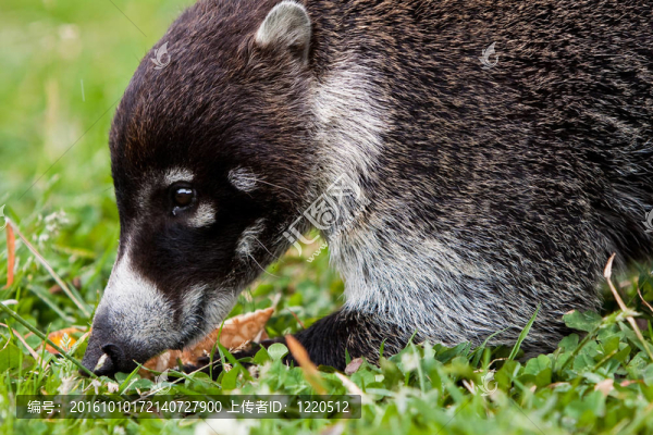 白鼻山羊動物尋找食物