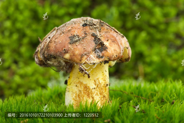黃牛肝菌