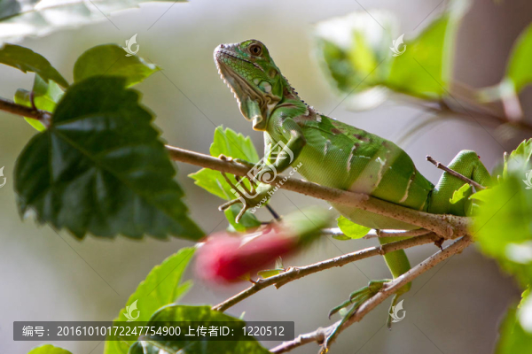 坐在樹(shù)枝上的小蜥蜴