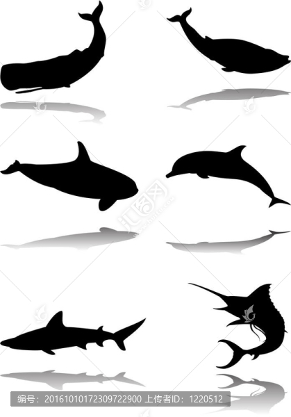 海洋動物集
